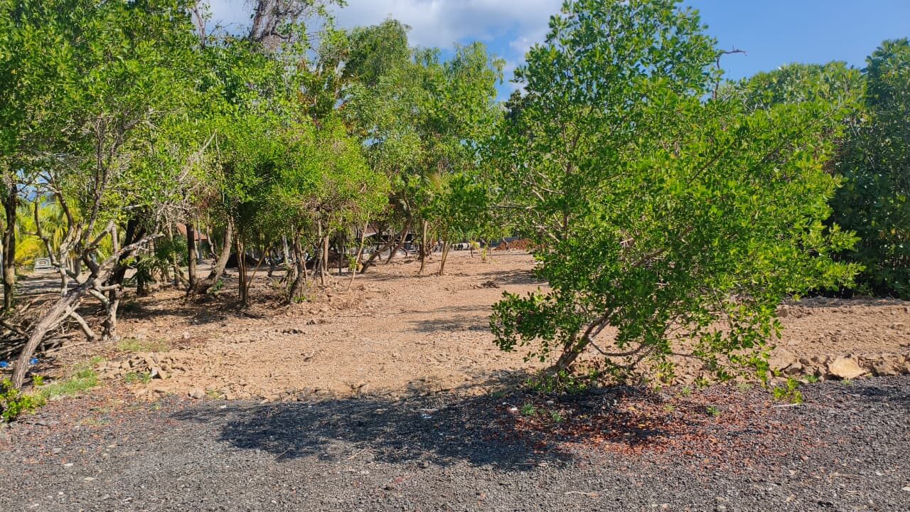 tebangmangrove