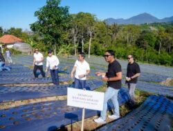 DPRD Kabupaten Badung Hadiri Panen Kopi dan Penanaman Demplot Bawang di Badung Agro Techno Park