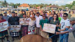 Sampi Grumbungan Semarakkan Lovina Festival 2026, Buleleng Lestarikan Tradisi dan Dongkrak Potensi Sapi Bali
