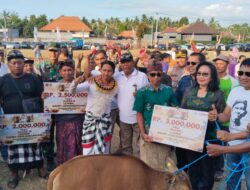 Sampi Grumbungan Semarakkan Lovina Festival 2026, Buleleng Lestarikan Tradisi dan Dongkrak Potensi Sapi Bali