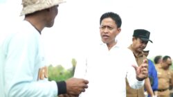 Diperpa Badung Segera Tanam Cabai di Lahan 42 Hektare, Target Produksi 420 Ton
