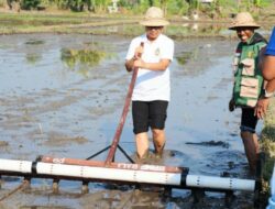 Bupati Adi Arnawa Targetkan Produktivitas Padi Tembus 12 Ton Per Hektar