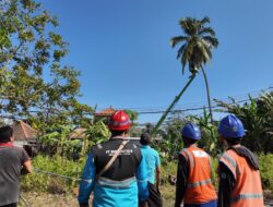 Cegah Bahaya Pohon Dekat Jaringan Listrik, PLN dan Pemdes Tukadmungga Bergerak