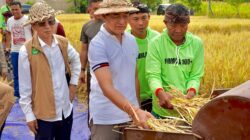 Padi Bridantara 8 Tembus 10,576 Ton per Hektare di Buleleng, Bantuan Alsintan Disalurkan